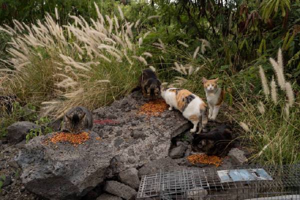 夏威夷禁喂流浪猫引争议，生态保护与动物福利如何平衡